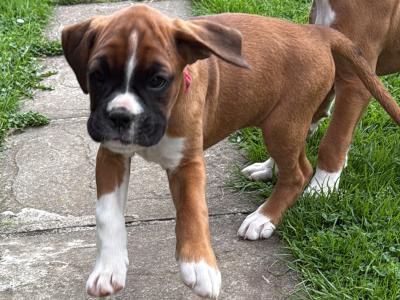 Chunky Champion Bloodline Boxer puppies in Cork