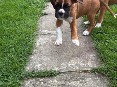 Chunky Champion Bloodline Boxer puppies in Cork