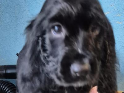 IKC Registered Cocker Spaniel puppies in Galway