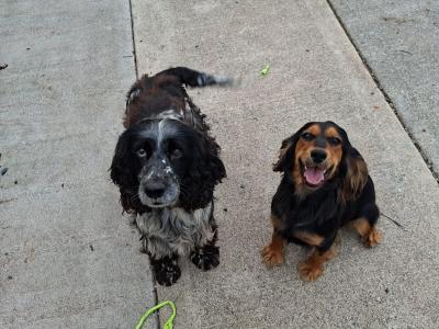 IKC Registered Cocker Spaniel puppies in Galway