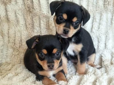 Unique Jug puppies in Wexford