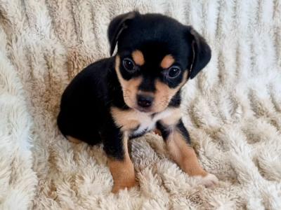 Unique Jug puppies *1 left