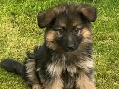 IKC Registered (pending) German Shepherd puppies in Down