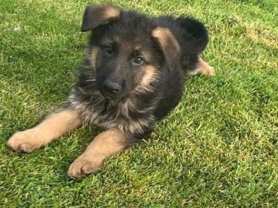 IKC Registered (pending) German Shepherd puppies in Down