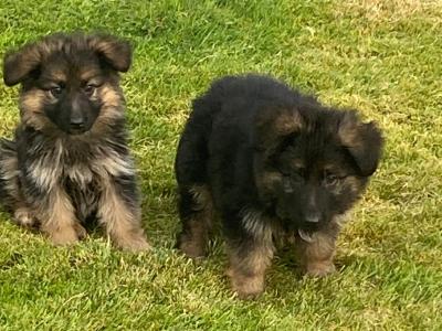 IKC Registered (pending) German Shepherd puppies in Down