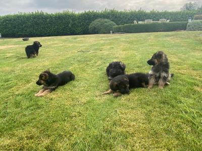 IKC Registered (pending) German Shepherd puppies in Down