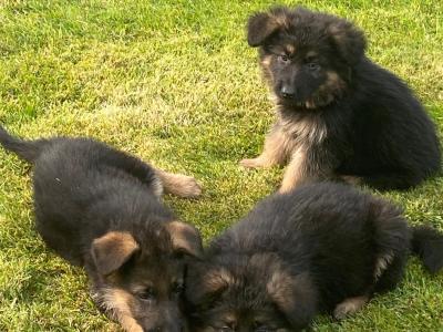 IKC Registered (pending) German Shepherd puppies in Down