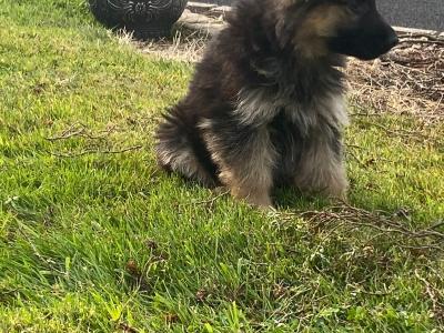 IKC Registered (pending) German Shepherd puppies in Down