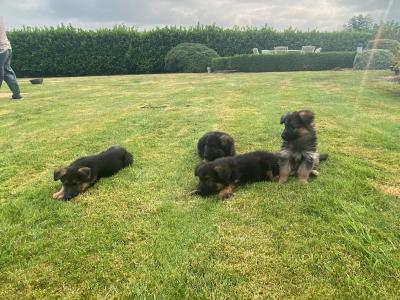 IKC Registered (pending) German Shepherd puppies in Down