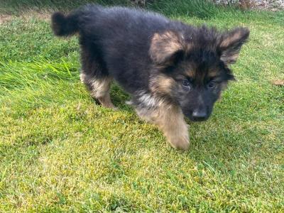 IKC Registered (pending) German Shepherd puppies in Down