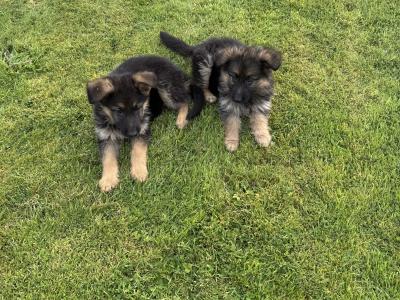 IKC Registered (pending) German Shepherd puppies in Down
