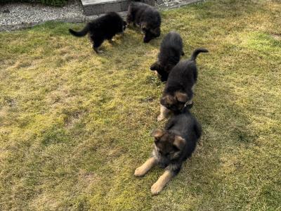 IKC Registered (pending) German Shepherd puppies in Down