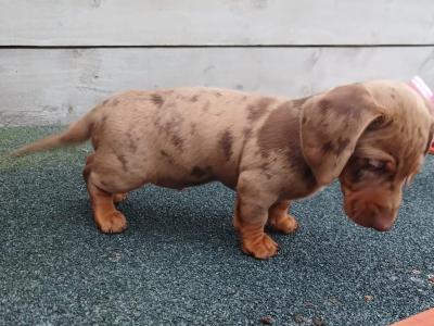 Male Dachshund puppy in Longford