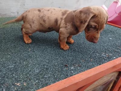 Male Dachshund puppy in Longford