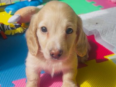 Cream Longhaired Miniature Dachshund Boy puppy in Down