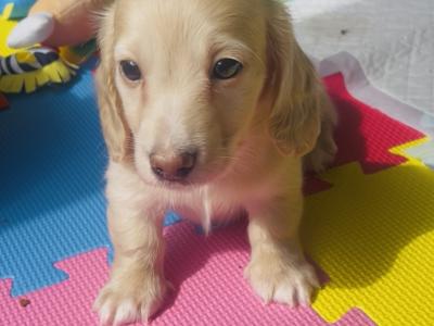 Cream Longhaired Miniature Dachshund Boy puppy in Down