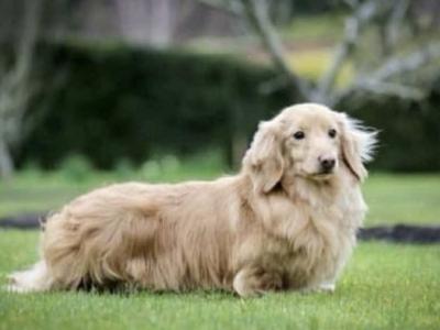 Cream Longhaired Miniature Dachshund Boy puppy in Down