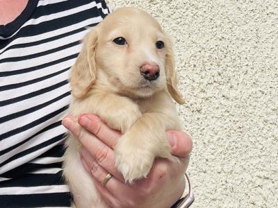 Cream Longhaired Miniature Dachshund Boy puppy in Down