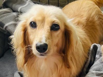 Cream Longhaired Miniature Dachshund Boy puppy in Down