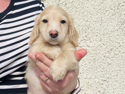 Cream Longhaired Miniature Dachshund Boy puppy in Down