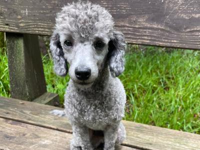 IKC Registered Silver Miniture Poodle
