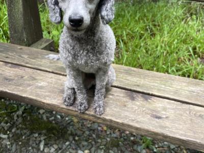 IKC Registered Silver Miniture Poodle
