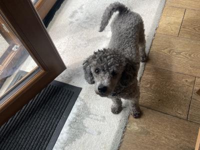 IKC Registered Silver Miniture Poodle