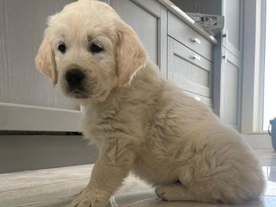 Purebred IKC Registered(pending) female Golden Retriever puppies in Galway