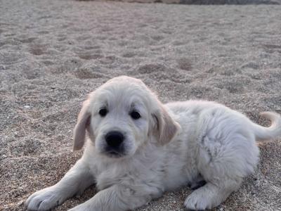 Purebred IKC Registered(pending) female Golden Retriever puppies in Galway