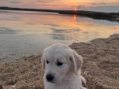 Purebred IKC Registered(pending) female Golden Retriever puppies in Galway