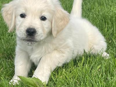 Purebred IKC Registered(pending) female Golden Retriever puppies in Galway