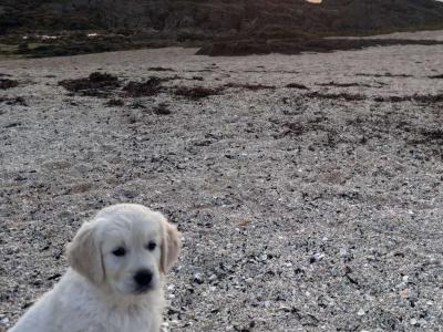 Purebred IKC Registered(pending) female Golden Retriever puppies in Galway