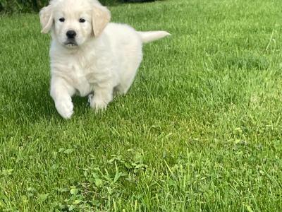 Purebred IKC Registered(pending) female Golden Retriever puppies in Galway