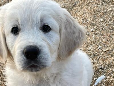 Purebred IKC Registered(pending) female Golden Retriever puppies in Galway
