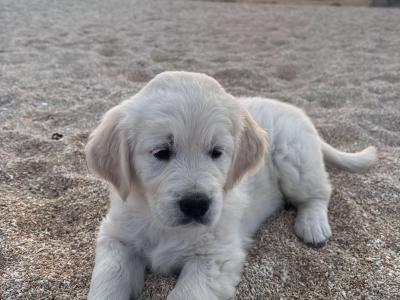 Purebred IKC Registered(pending) female Golden Retriever puppies in Galway