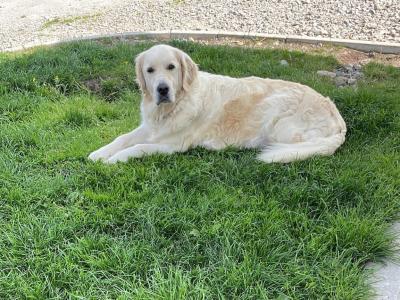 Purebred IKC Registered(pending) female Golden Retriever puppies in Galway