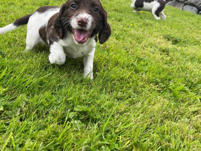 Purebred Springer Spaniel puppies in Galway