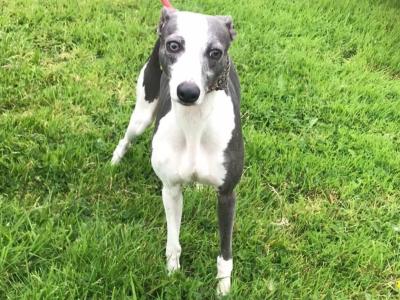 IKC Registered male Blue Whippet dog in Louth