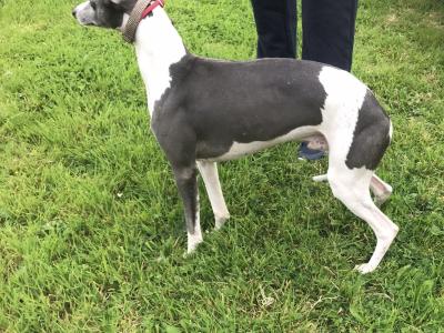 IKC Registered male Blue Whippet dog in Louth