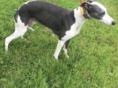IKC Registered male Blue Whippet dog in Louth