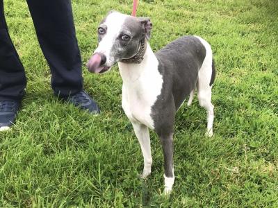IKC Registered male Blue Whippet dog in Louth