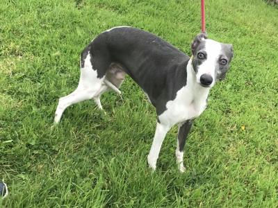 IKC Registered male Blue Whippet dog in Louth