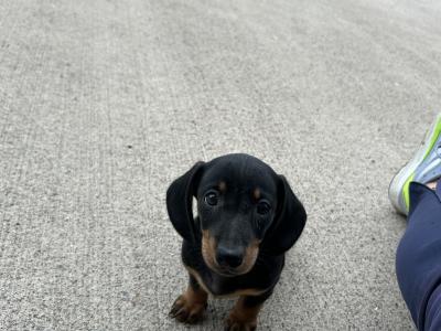 Miniature Smooth Dachshund male