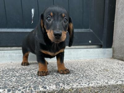 Miniature Smooth Dachshund male