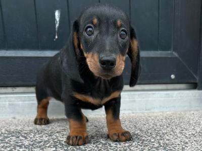Miniature Smooth Dachshund male puppy in Monaghan