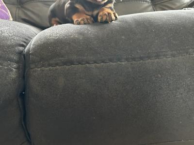 Miniature Smooth Dachshund male