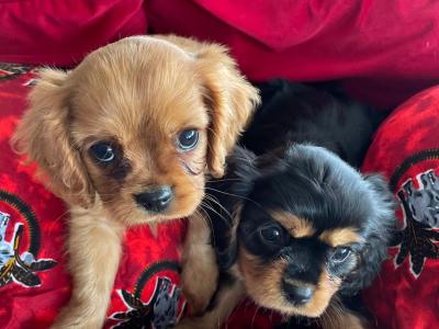 Cavalier King Charles Puppies for sale