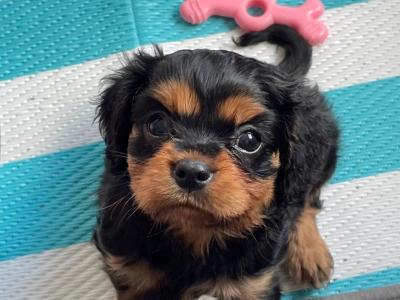 Cavalier King Charles Puppies for sale