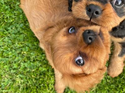 Cavalier King Charles Puppies for sale