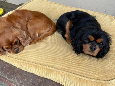 Cavalier King Charles Puppies for sale
